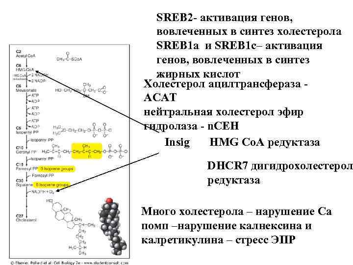 SREB 2 - активация генов, вовлеченных в синтез холестерола SREB 1 а и SREB