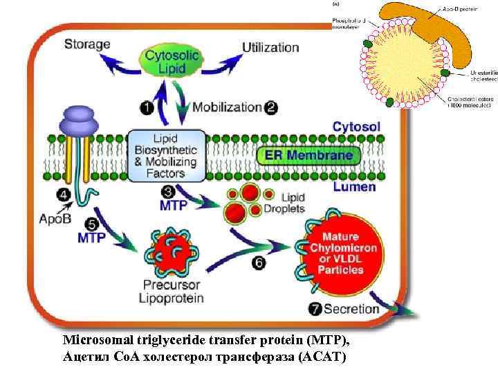 Microsomal triglyceride transfer protein (MTP), Ацетил Со. А холестерол трансфераза (АСАТ) 