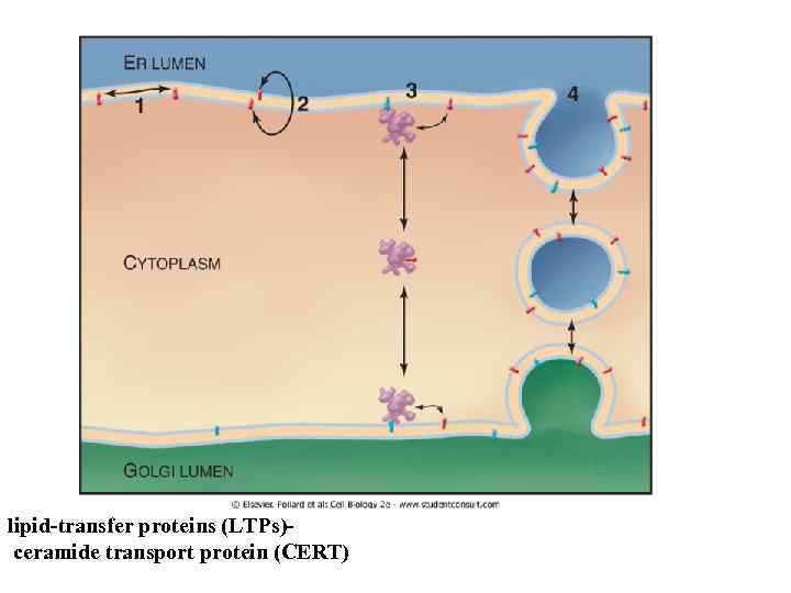 lipid-transfer proteins (LTPs) ceramide transport protein (CERT) 