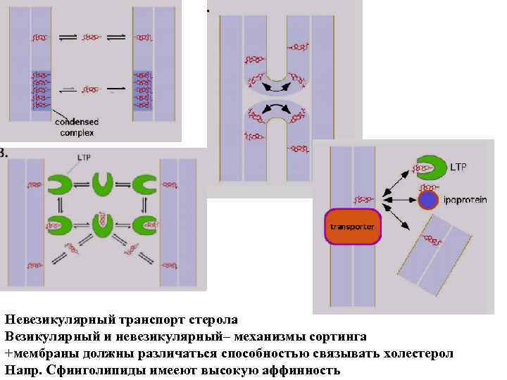 Невезикулярный транспорт стерола Везикулярный и невезикулярный– механизмы сортинга +мембраны должны различаться способностью связывать холестерол