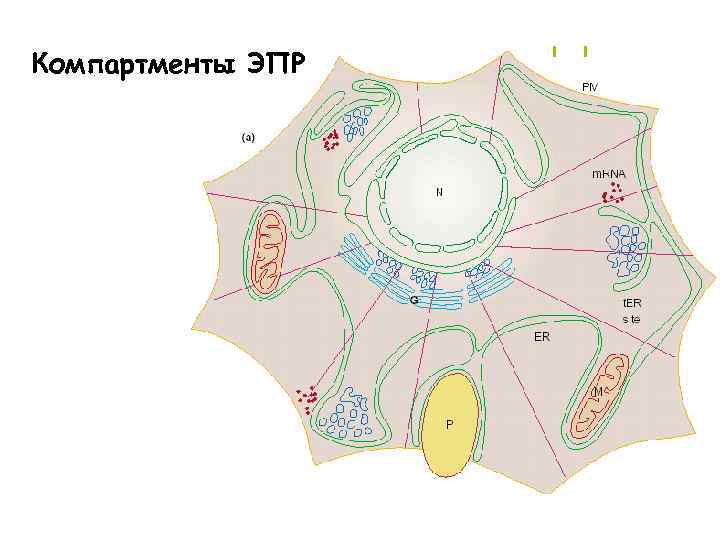 Компартмент что это. КОМПАРТМЕНТЫ растительной клетки. КОМПАРТМЕНТЫ ядра. Компартментализация эукариотических клеток. Компартментализация клетки.