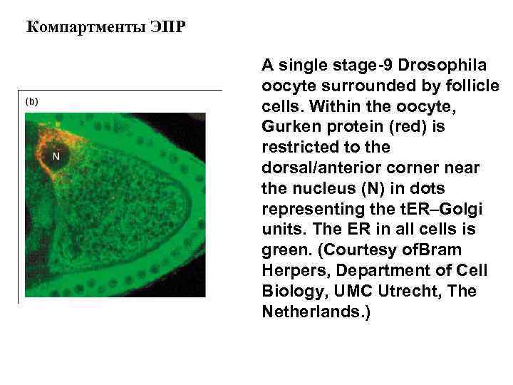 Компартменты ЭПР A single stage-9 Drosophila oocyte surrounded by follicle cells. Within the oocyte,