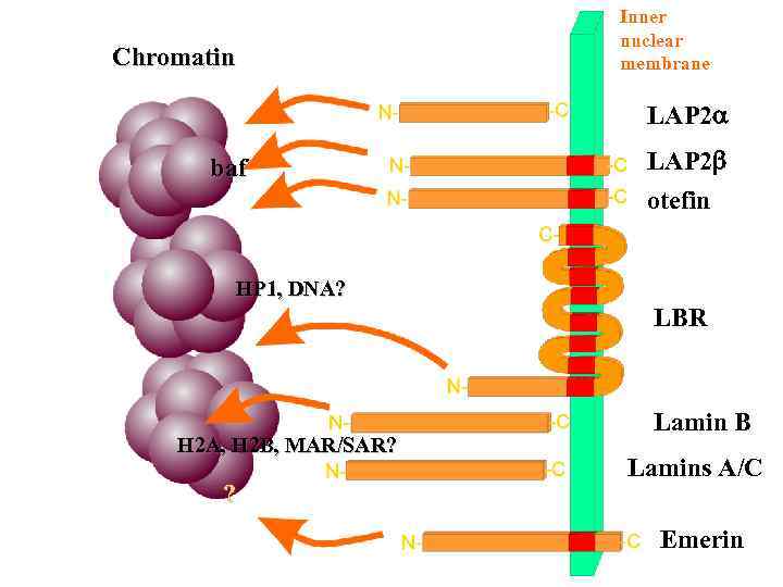 Chromatin Inner nuclear membrane LAP 2 a baf LAP 2 b otefin HP 1,