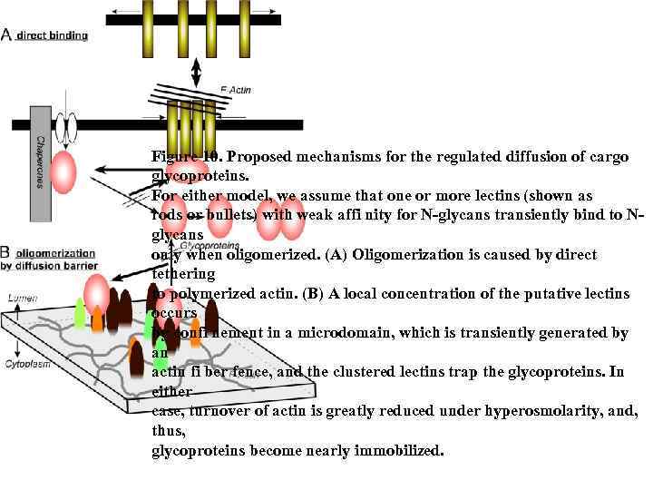 Figure 10. Proposed mechanisms for the regulated diffusion of cargo glycoproteins. For either model,