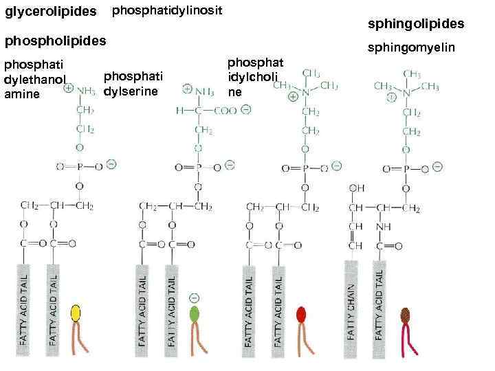 phosphatidylinosit glycerolipides sphingolipides phosphati dylethanol amine phosphati dylserine sphingomyelin phosphat idylcholi ne 