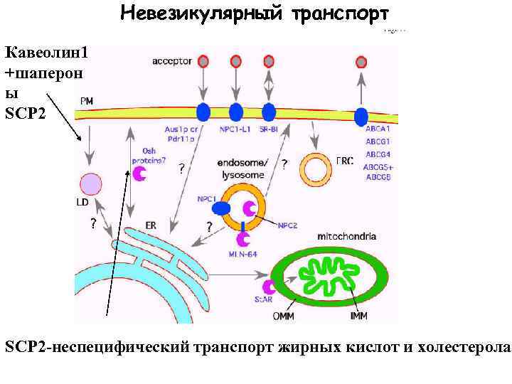 Невезикулярный транспорт Кавеолин 1 +шаперон ы SCP 2 -неспецифический транспорт жирных кислот и холестерола