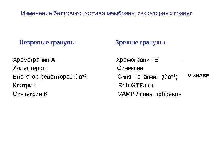 Изменение белкового состава мембраны секреторных гранул Незрелые гранулы Хромогранин А Холестерол Блокатор рецепторов Са+2