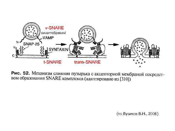 v-SNARE синаптобревин/ N N c t-SNARE trans-SNARE (по Лузиков В. Н. , 2006) 