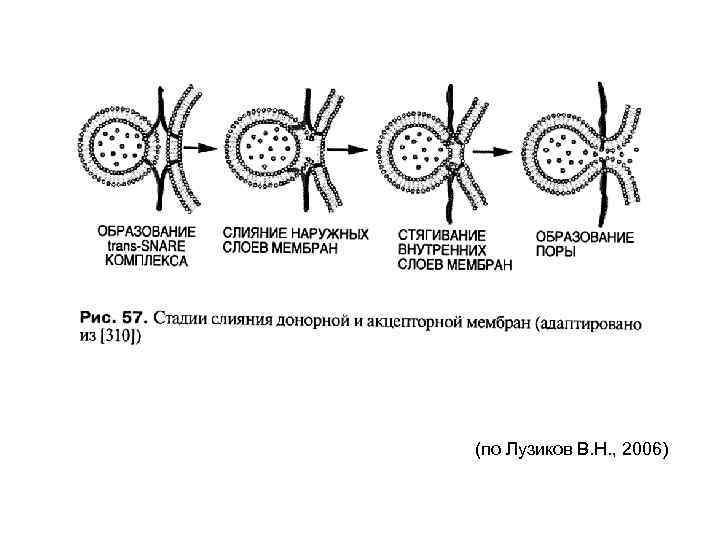 (по Лузиков В. Н. , 2006) 