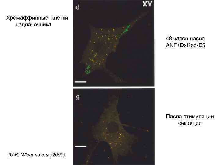 Хромаффинные клетки надпочечника 48 часов после ANF+Ds. Red-E 5 После стимуляции секреции (U. K.