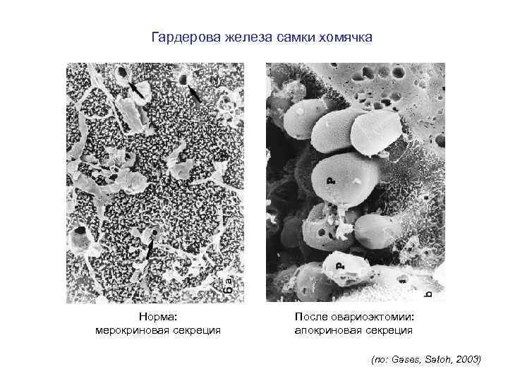 Гардерова железа самки хомячка Норма: мерокриновая секреция После овариоэктомии: апокриновая секреция (по: Gases, Satoh,