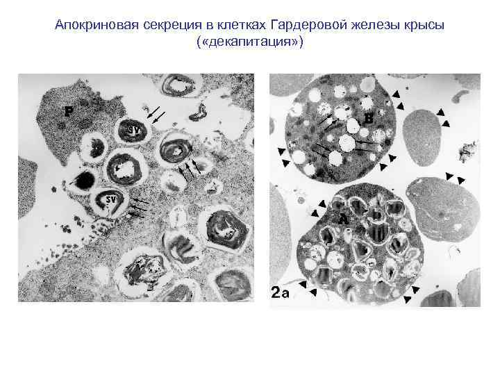 Апокриновая секреция в клетках Гардеровой железы крысы ( «декапитация» ) 