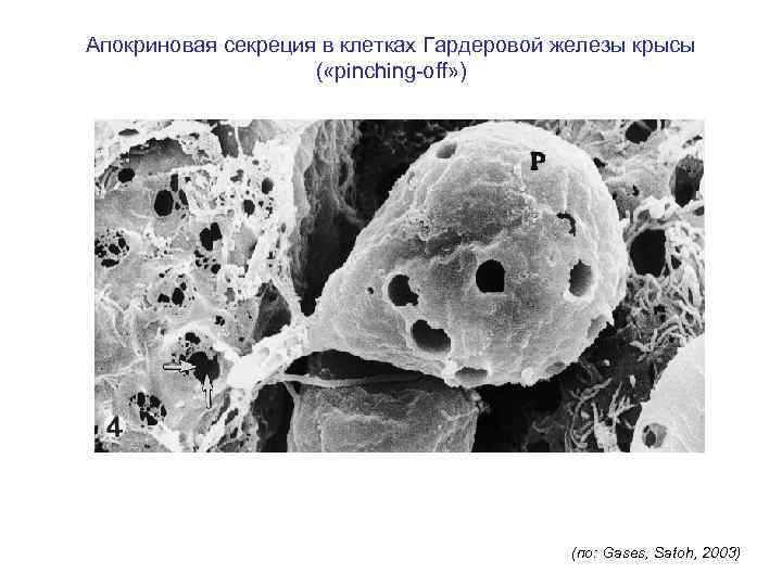 Апокриновая секреция в клетках Гардеровой железы крысы ( «pinching-off» ) (по: Gases, Satoh, 2003)