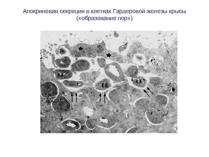 Апокриновая секреция в клетках Гардеровой железы крысы ( «образование пор» ) 