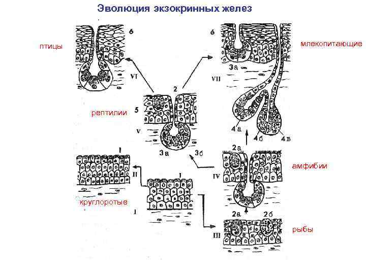 Схема строения эндокринных и экзокринных желез