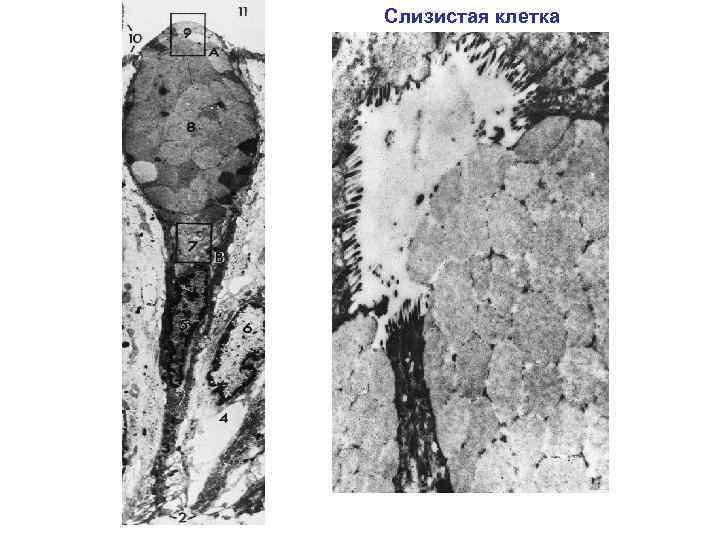 Слизистая клетка 