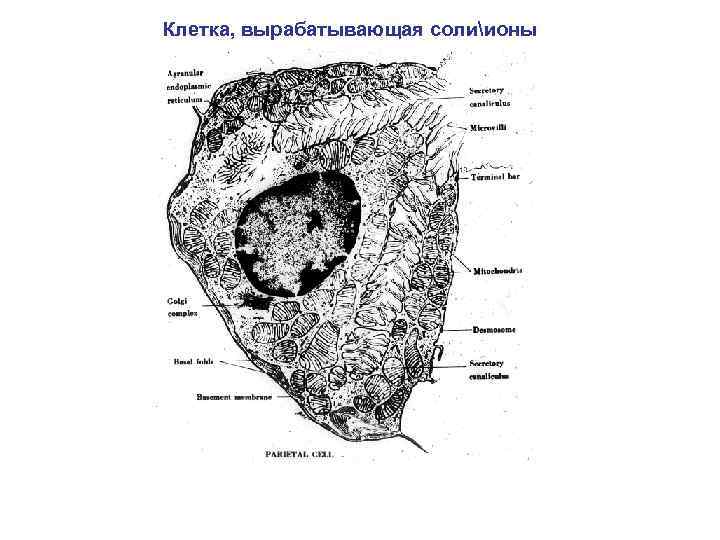 Клетка, вырабатывающая солиионы 