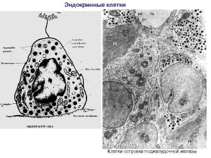 Эндокринные клетки Клетки островка поджелудочной железы 