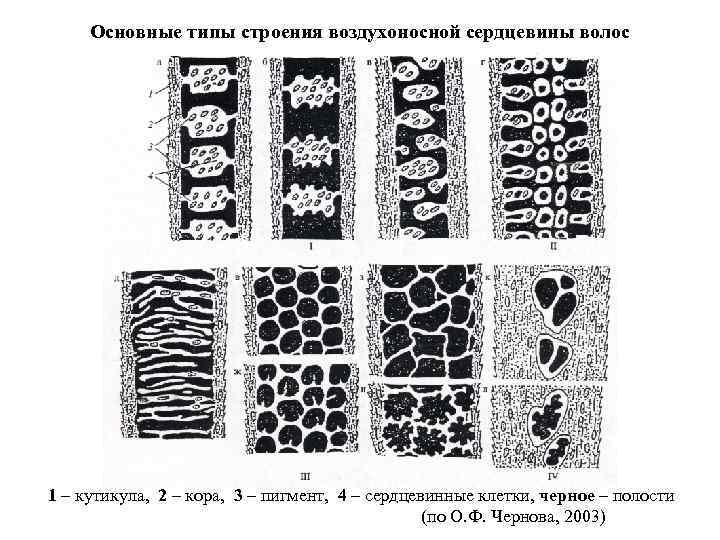 Основные типы строения воздухоносной сердцевины волос 1 – кутикула, 2 – кора, 3 –