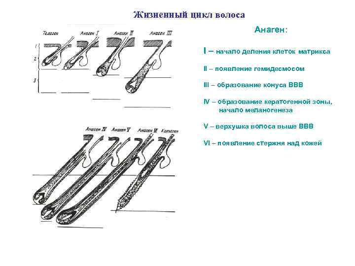 Жизненный цикл волоса Анаген: I – начало деления клеток матрикса II – появление гемидесмосом