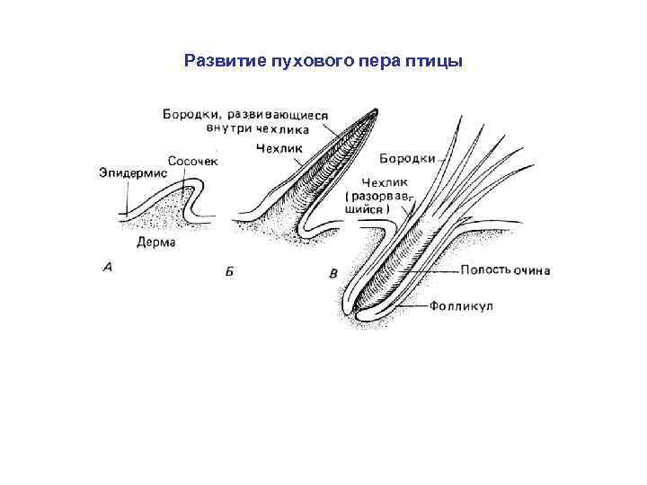 Развитие пухового пера птицы 