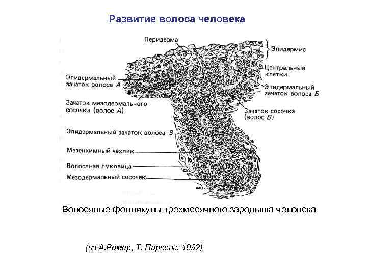 Развитие волоса человека Волосяные фолликулы трехмесячного зародыша человека (из А. Ромер, Т. Парсонс, 1992)