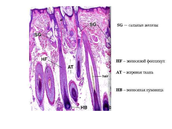 SG – сальные железы HF – волосяной фолликул AT – жировая ткань HB –