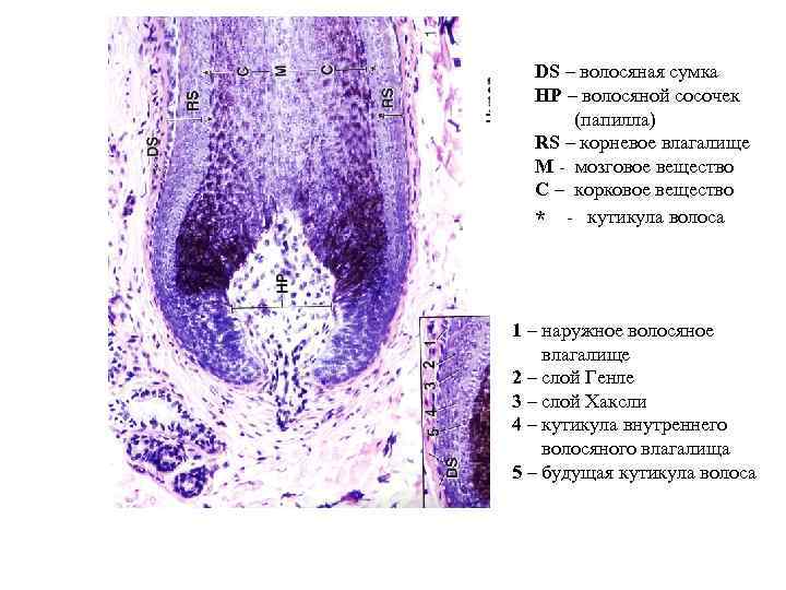 DS – волосяная сумка HP – волосяной сосочек (папилла) RS – корневое влагалище M