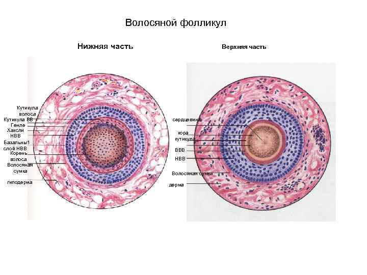 Волосяной фолликул Нижняя часть Кутикула волоса Кутикула ВВ Генле Хаксли НВВ Базальны1 слой НВВ