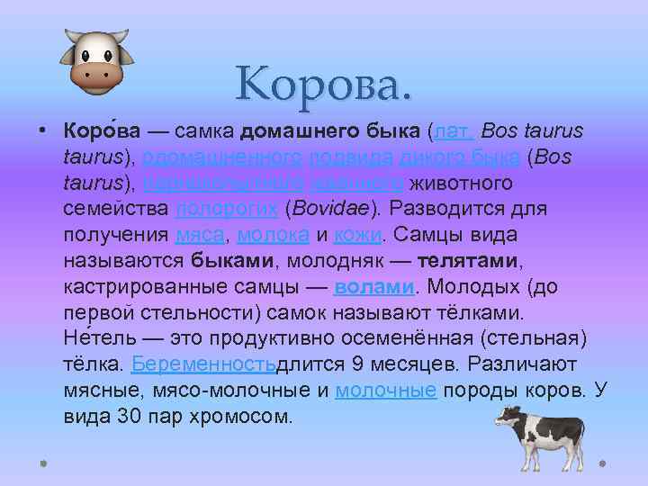 Корова. • Коро ва — самка домашнего быка (лат. Bos taurus), одомашненного подвида дикого