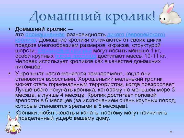 Домашний кролик! • Домашний кролик — это одомашненная разновидность дикого (европейского) кролика. Домашние кролики