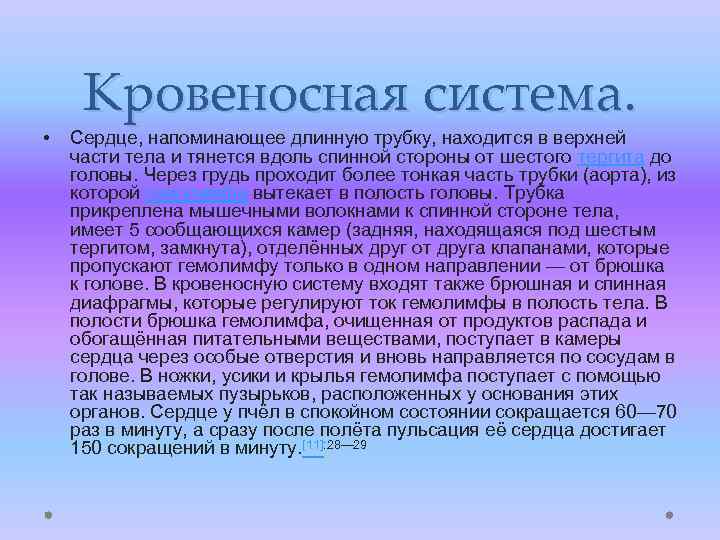  • Кровеносная система. Сердце, напоминающее длинную трубку, находится в верхней части тела и