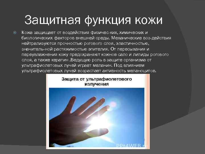 Защитная функция кожи Кожа защищает от воздействия физичес ких, химических и биологических факторов внешней