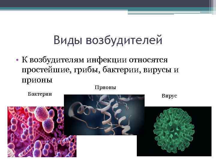 Виды возбудителей • К возбудителям инфекции относятся простейшие, грибы, бактерии, вирусы и прионы Прионы