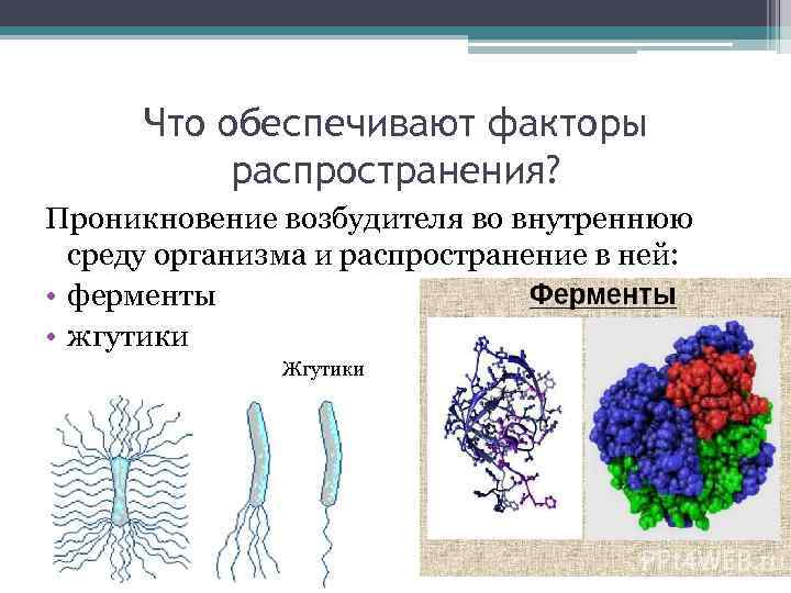 Что обеспечивают факторы распространения? Проникновение возбудителя во внутреннюю среду организма и распространение в ней: