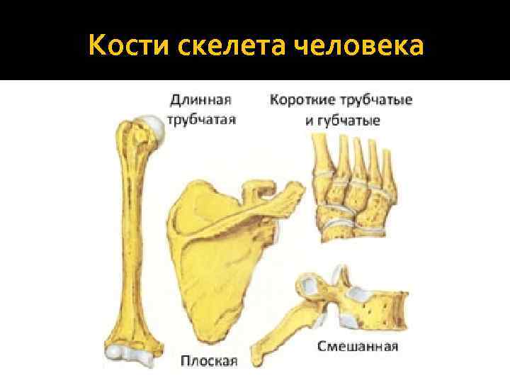 Кости скелета человека 