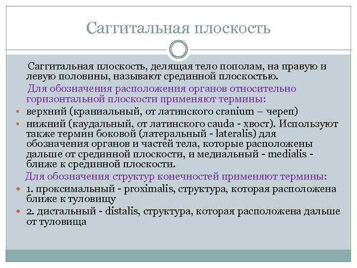 Саггитальная плоскость, делящая тело пополам, на правую и левую половины, называют срединной плоскостью. Для