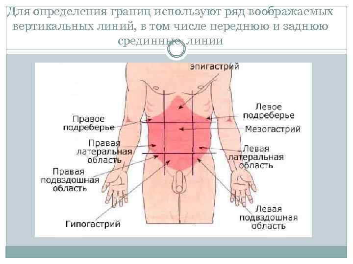 Для определения границ используют ряд воображаемых вертикальных линий, в том числе переднюю и заднюю