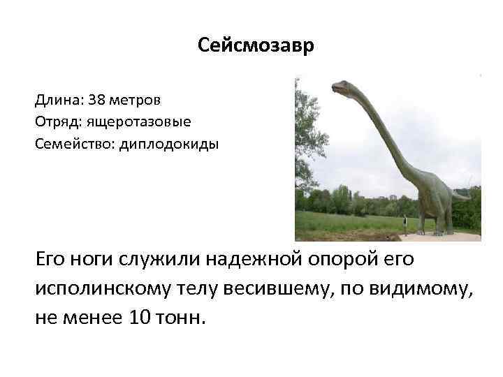 Сейсмозавр Длина: 38 метров Отряд: ящеротазовые Семейство: диплодокиды Его ноги служили надежной опорой его