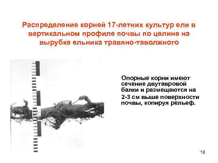 Распределение корней 17 -летних культур ели в вертикальном профиле почвы по целине на вырубке