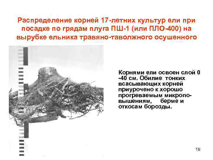 Распределение корней 17 -летних культур ели при посадке по грядам плуга ПШ-1 (или ПЛО-400)