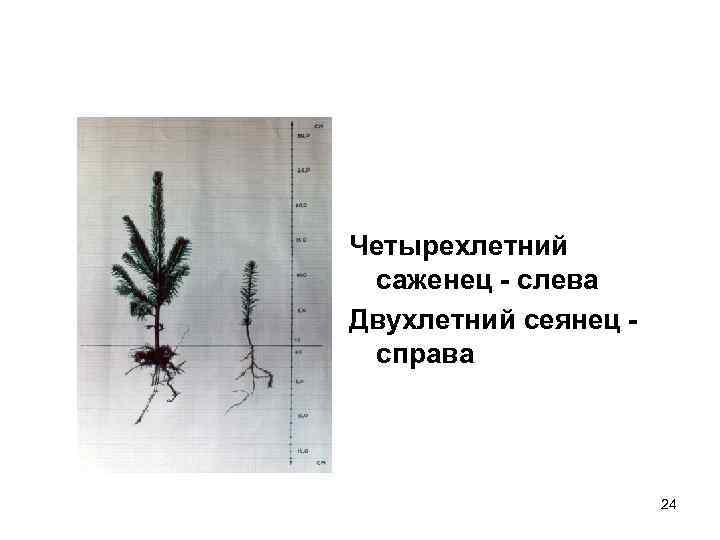 Четырехлетний саженец - слева Двухлетний сеянец справа 24 