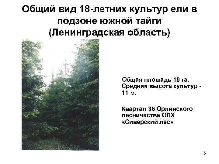 Общий вид 18 -летних культур ели в подзоне южной тайги (Ленинградская область) Общая площадь