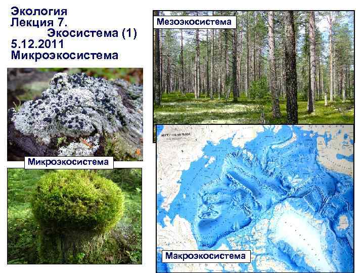 Экология Лекция 7. Экосистема (1) 5. 12. 2011 Микроэкосистема Мезоэкосистема Микроэкосистема Макроэкосистема 