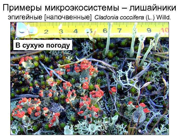 Примеры микроэкосистемы – лишайники эпигейные [напочвенные] Cladonia coccifera (L. ) Willd. В сухую погоду