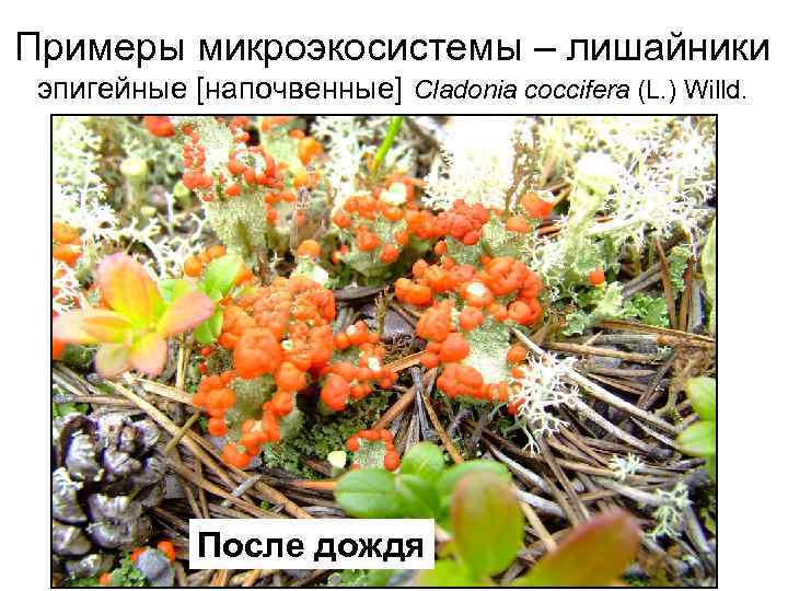 Примеры микроэкосистемы – лишайники эпигейные [напочвенные] Cladonia coccifera (L. ) Willd. После дождя 