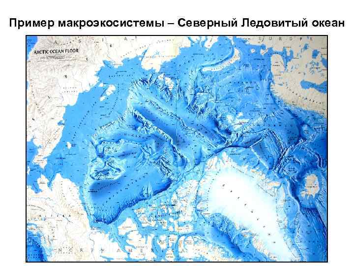 Пример макроэкосистемы – Северный Ледовитый океан 