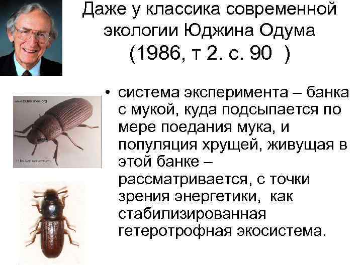 Даже у классика современной экологии Юджина Одума (1986, т 2. с. 90 ) •