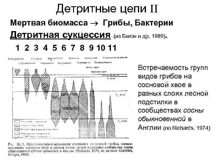 Детритные цепи II Мертвая биомасса Грибы, Бактерии Детритная сукцессия (из Бигон и др, 1989).