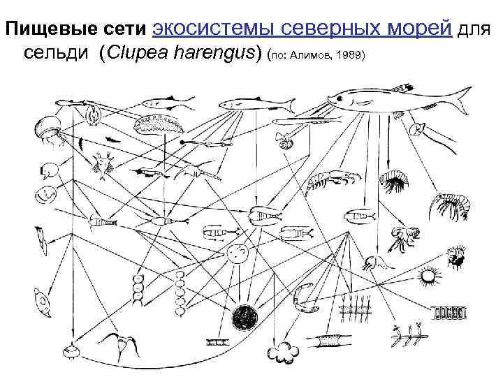 Пищевые сети экосистемы северных морей для сельди (Clupea harengus) (по: Алимов, 1989) 